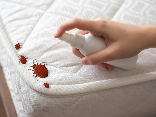 Best Insect Control  in Woodward, IA